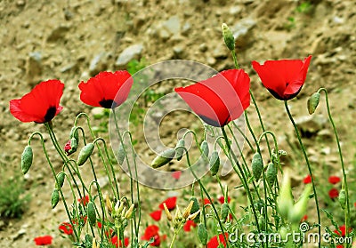 Red Poppy flowers close up in pale red background Stock Photo