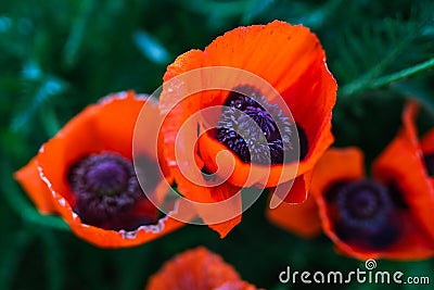 Red poppy flowers in the garden at sunset, natural floral background. Brilliant Poppy Oriental Stock Photo