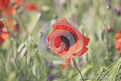 Red poppy flowers. Nature background Stock Photo