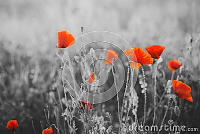 Red Poppy Flowers for Remembrance Day Stock Photo