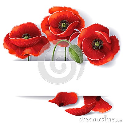 Red poppy flowers Vector Illustration