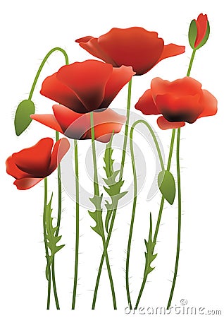 Red poppy flowers, vector illustration Vector Illustration