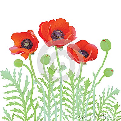 Red poppy flowers Vector Illustration