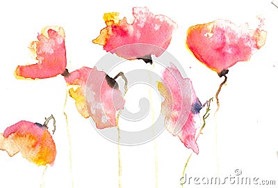 Red poppy flowers , watercolor illustrator Stock Photo