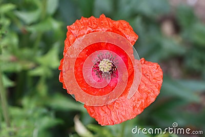 Red poppy in a garden Stock Photo