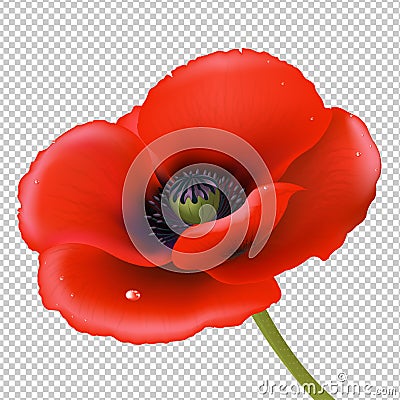 Red Poppy Vector Illustration