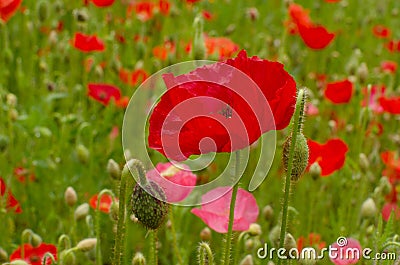 Red poppy with green field how background Stock Photo