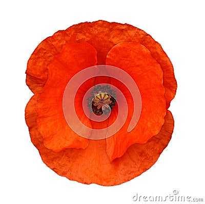 Red poppy isolated Stock Photo