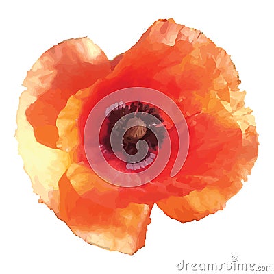 Red poppy isolated on white Vector Illustration