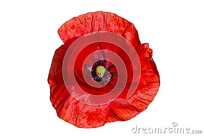 Red poppy isolated on white background Stock Photo
