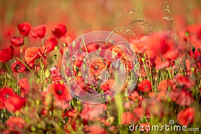 Red poppy on a meadow, abundance wild flower background with copy space, selected focus, shallow depth of field Stock Photo