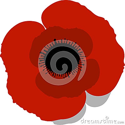 Red Poppy Vector Illustration