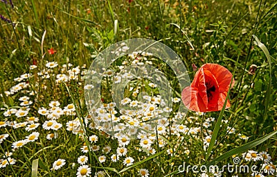 Red poppy with oxeye daisy in a meadow. Stock Photo