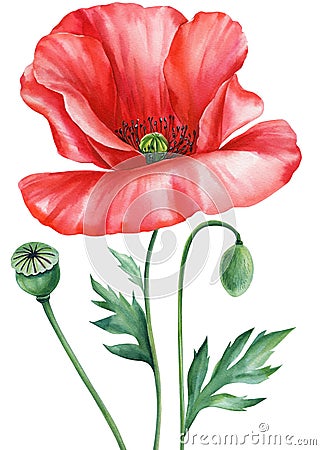 Red poppy. Summer flower, leaf, seed and bud. Floral elements for design, print and fabric. Watercolor illustration Cartoon Illustration