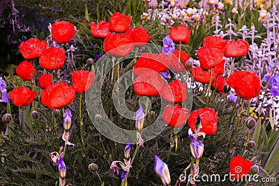 Marvellous Red poppy flower Stock Photo