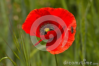 Red poppy with wasp ready to fly up. Close-up stock photography. Stock Photo
