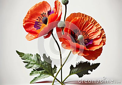 red poppy white background. Stock Photo