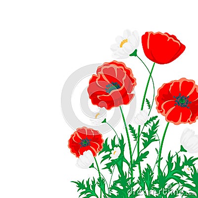 Red poppy and white chamomile illustration. Vector flower on white with green leaves. Vector Illustration