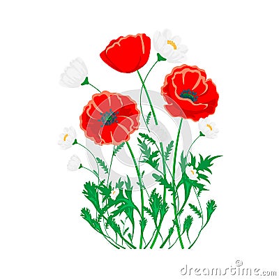 Red poppy and white chamomile illustration. Vector isolated flower on white. Vector Illustration