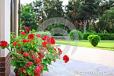 Red potted geranium at house near garden Stock Photo