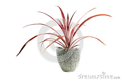 Red potted plant, trees in the pot isolated on white Stock Photo