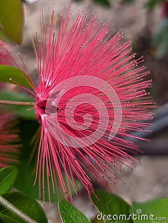 Red powder puff Calliandra haematocephala is a flowering plant also known as the powder-puff or fairy duster. Stock Photo
