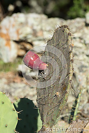 Red Prickly Pear Cactus Fruit Stock Photo