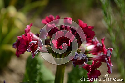 red primrose blooms in the garden Stock Photo