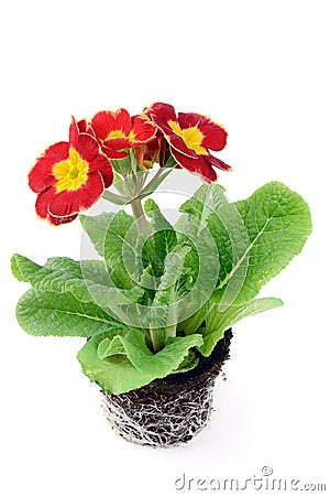 Red Primula flowerpot on white isolated background Stock Photo