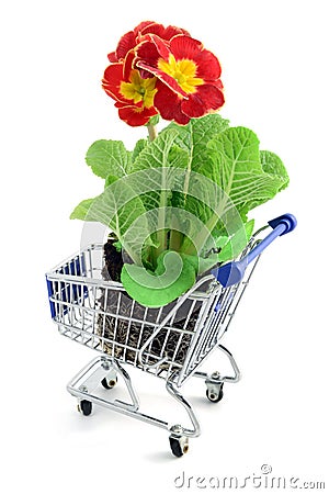 Red primula (primrose) in a shopping cart. isolated Stock Photo