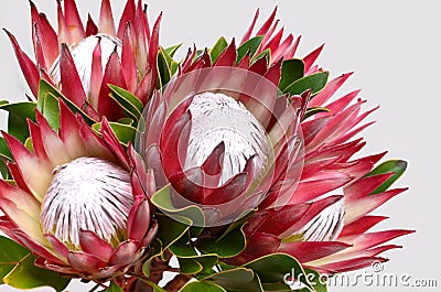 Red protea flower for background Stock Photo