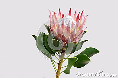 Red protea flower for background Stock Photo