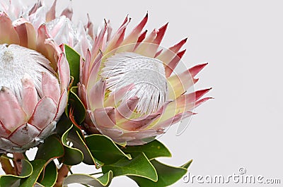 Red protea flower for background Stock Photo