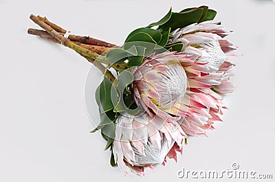 Red protea flower for background Stock Photo