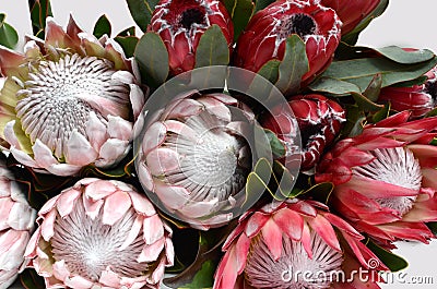 Red protea flower for background Stock Photo