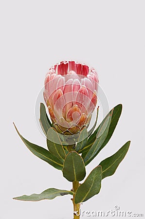 Red protea flower for background Stock Photo