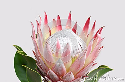 Red protea flower for background Stock Photo