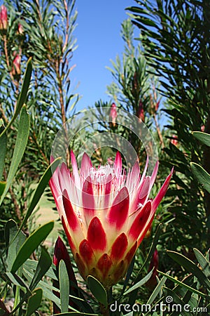 Red Protea Flower at Kirstenbosch Cape Town Stock Photo