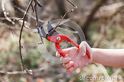 Red pruner in the hands of a girl Stock Photo