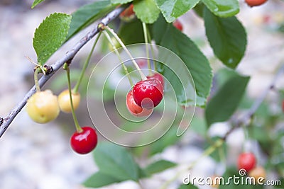 Red prunus cerasus Stock Photo