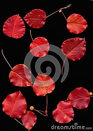 Red Prunus leaves in autumn Stock Photo