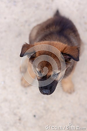Red puppy is sitting. Top view. Shallow depth of field. Vertical Stock Photo
