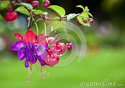 Red and Purple Fuchsia Stock Photo