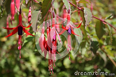 Close up red and purple hanging Fuchsia flowes Stock Photo