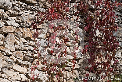 Red and purple ivy leaves, liana twigs cover old wall of coquina stones, hard shadows Stock Photo