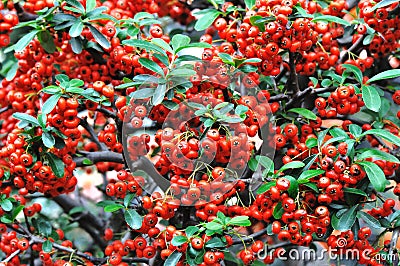 Red pyracantha fructification Stock Photo