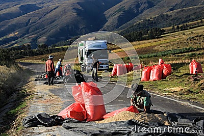 Red quinoa harvest on the road, andean highlands Peru Editorial Stock Photo