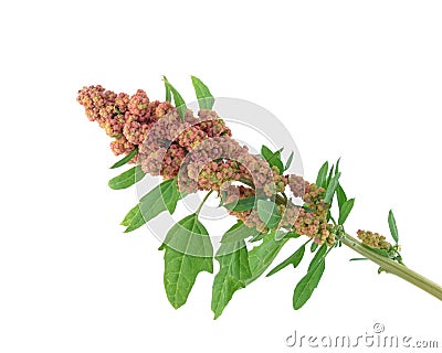 Red Quinoa Stock Photo