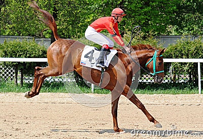 Red racehorse jump Editorial Stock Photo