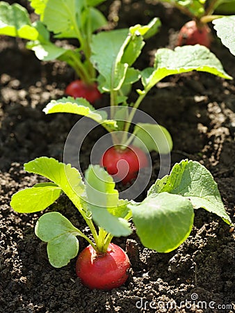 Red radish in bed Stock Photo